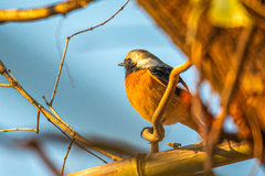 Phoenicurus auroreus auroreus