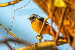 Phoenicurus auroreus auroreus