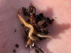 Geophilus flavus