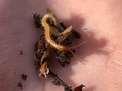Geophilus flavus