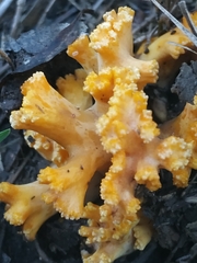 Ramaria toxica