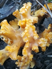 Ramaria toxica