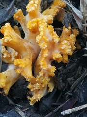 Ramaria toxica