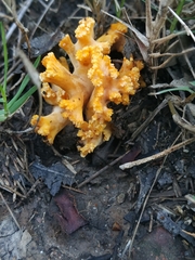 Ramaria toxica