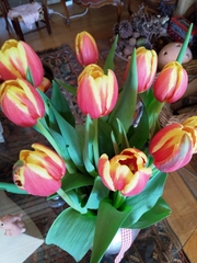 Tulipa