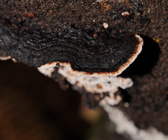 Datronia brunneoleuca