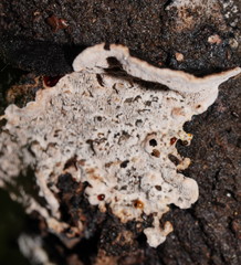 Datronia brunneoleuca