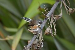 Rhipidura fuliginosa penita
