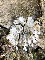 Phaeophyscia orbicularis