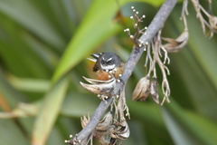 Rhipidura fuliginosa penita