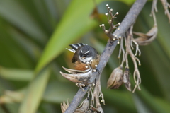 Rhipidura fuliginosa penita