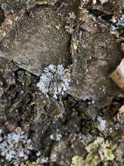 Phaeophyscia orbicularis