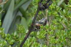 Rhipidura fuliginosa penita