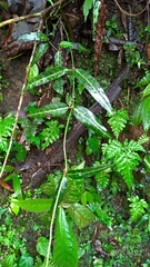 Gardneria multiflora