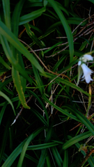 Allium triquetrum
