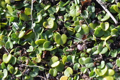 Dichondra brevifolia