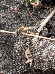 Andrena haemorrhoa
