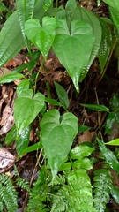 Dioscorea collettii