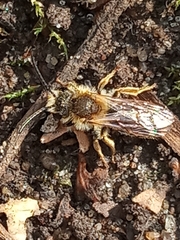 Andrena haemorrhoa