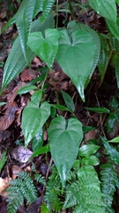 Dioscorea collettii
