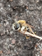 Andrena haemorrhoa