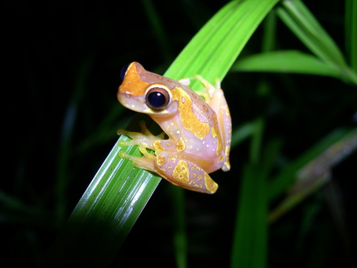 Harlequin Treefrog, Dendropsophus ebraccatus