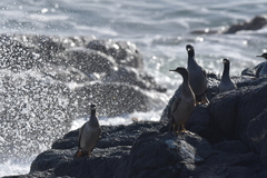 Phalacrocorax featherstoni