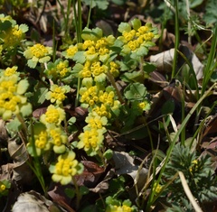 Chrysosplenium pilosum
