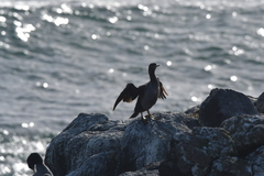 Phalacrocorax featherstoni