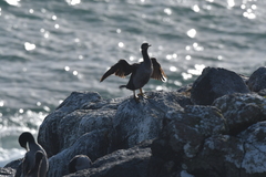 Phalacrocorax featherstoni