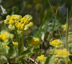 Chrysosplenium pilosum
