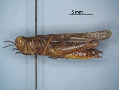 Melanoplus sanguinipes