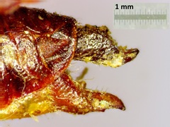 Melanoplus sanguinipes