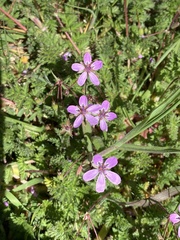 Erodium cicutarium