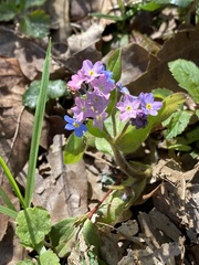 Myosotis sylvatica