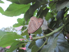Junonia neildi varia