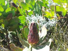 Protea grandiceps