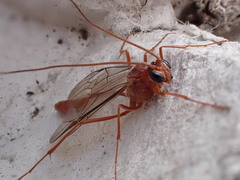 Ophion scutellaris