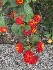 Lantana camara