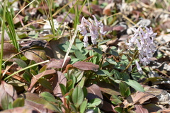 Corydalis repens