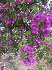 Bougainvillea