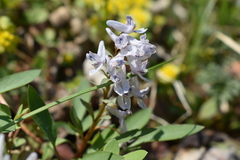 Corydalis repens