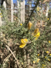 Ulex europaeus