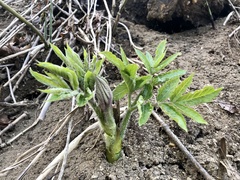 Aralia cordata
