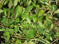 Lonicera caprifolium