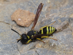 Odynerus consobrinus