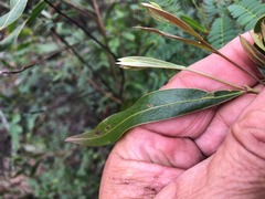 Acacia neriifolia