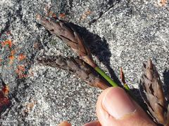 Staberoha vaginata