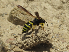 Odynerus consobrinus