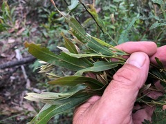 Acacia neriifolia